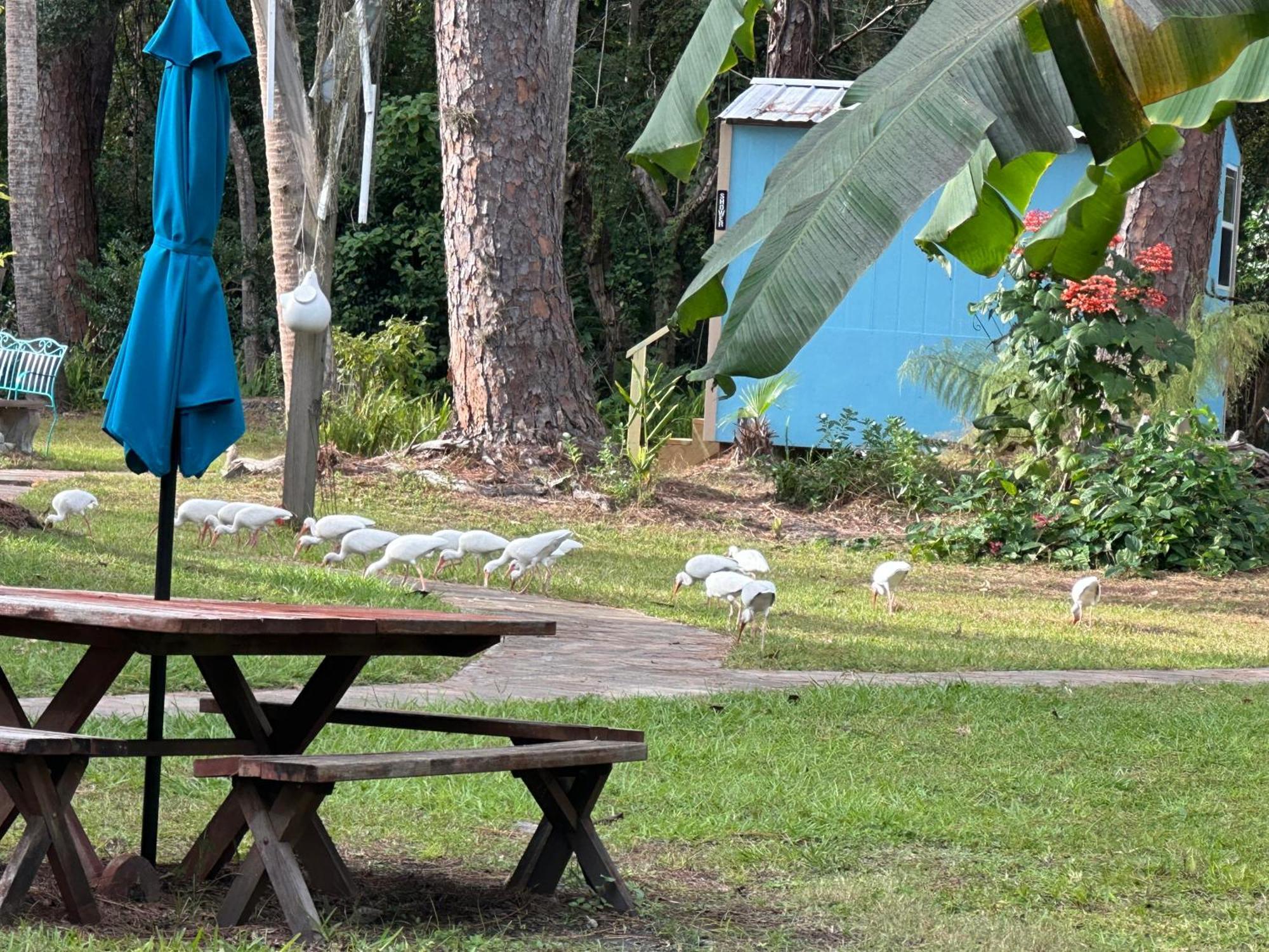Nature Coast Inn & Cottages Inglis Bagian luar foto